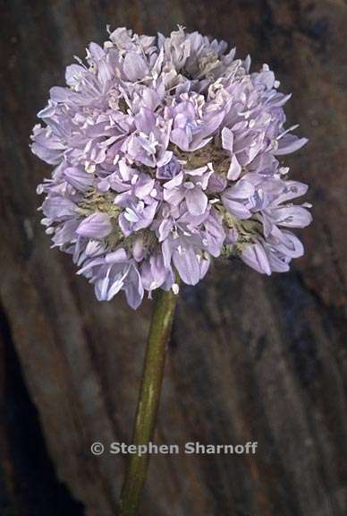 gilia capitata ss pedemontana 2 graphic